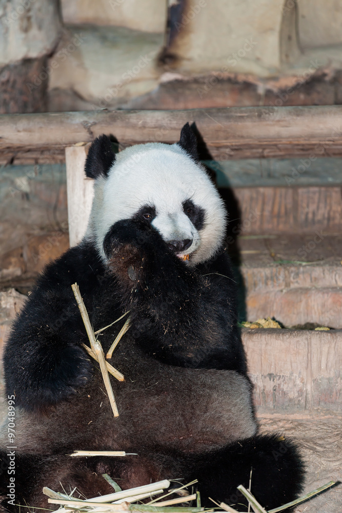 Obraz premium Giant Panda