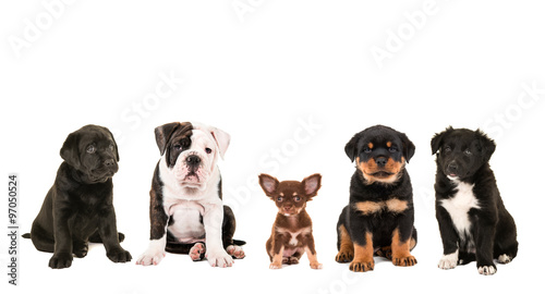 All kind of cute different breed of puppy dogs isolated on a white background, as a chihuahua, rottweiler, border collie, labrador and an english bulldog