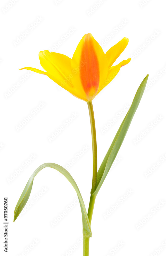 Yellow Tulip flower Yellow Tulip flower