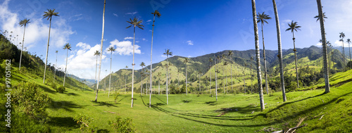 Cocora valley with giant wax palms  near Salento, Colombia photo