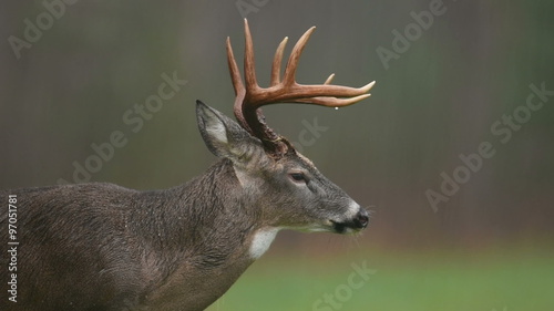 White-tailed deer buck in a rainstorm in Smoky Mountain National Park