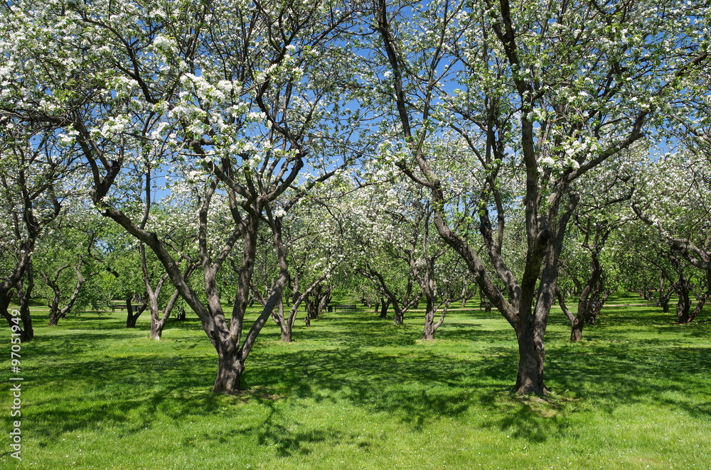 Blooming Apple trees in the garden