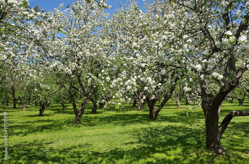 Blooming Apple trees in the garden