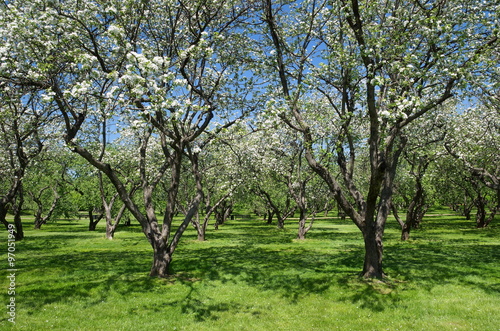Blooming Apple trees in the garden