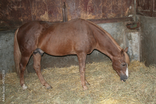 Young thoroughbred horses eating fresh hay