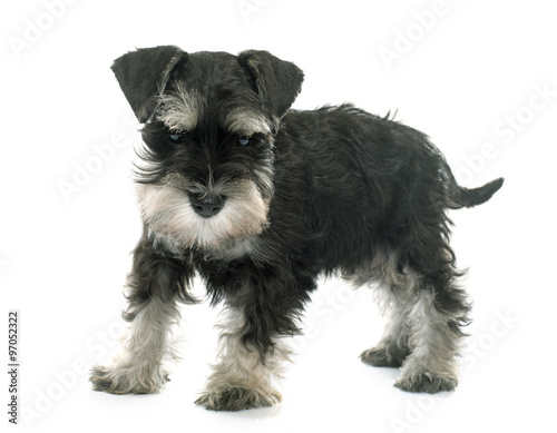 puppy miniature schnauzer