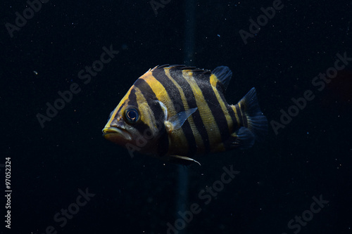 SIAMESE TIGER FISH