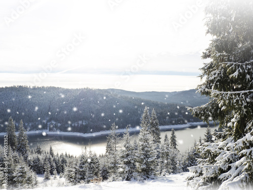   Panorama of winter forest with trees covered snow   © 2207918