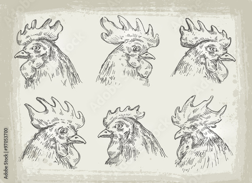collection of hand drawn chicken. vector illustration
