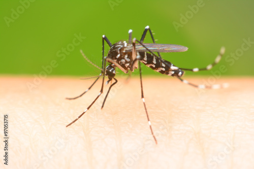 Mosquito on a human hand sucking blood © bankerfotos