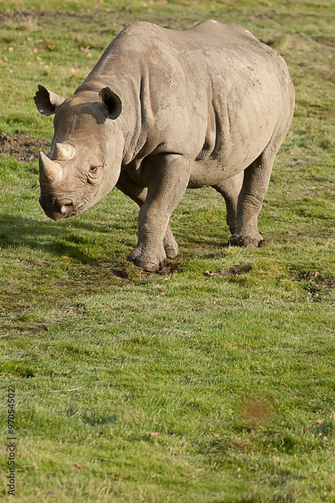 Fototapeta premium Black Rhino walking in sunshine