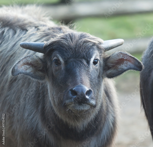 Canvas Print photo of a Buffalo calf