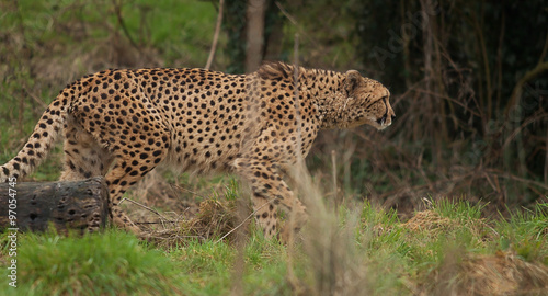 photo of an alert male Cheetah