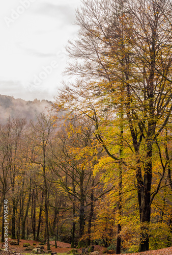 Autumn colours on trees at Rydal Mount  Rydal  Cumbria  UK