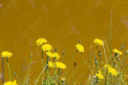 Dandelions (Taraxacum officinale) growing by the unusual rust-coloured water of the Bridgewater canal at Worsley, near Salford. photo