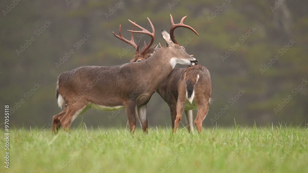 Two large white-tailed deer bucks grooming on a rainy morning. Two large white-tailed deer bucks grooming on a rainy morning.