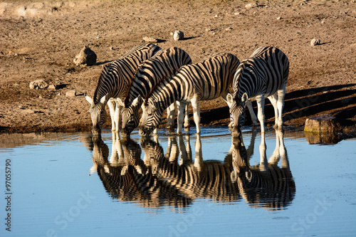 thirsty Zebra in reflection