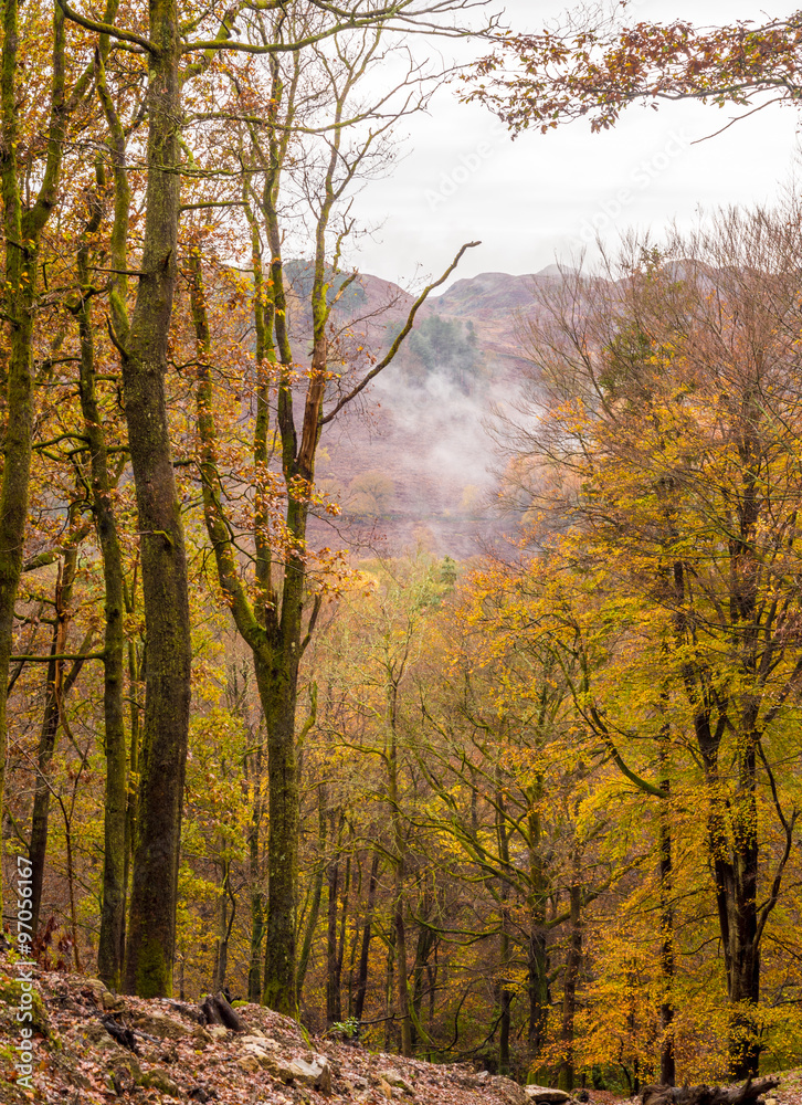 Autumn colours on trees at Rydal Mount, Rydal, Cumbria, UK