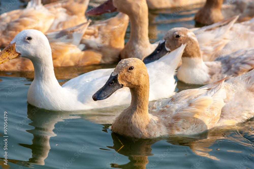 Brown ducks and white duck in farm Brown ducks and white duck in farm