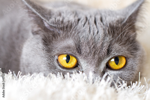 Foto gray British cat hiding in the carpet