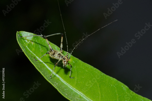 Detail of a young little grasshopper sitting on green leaf 