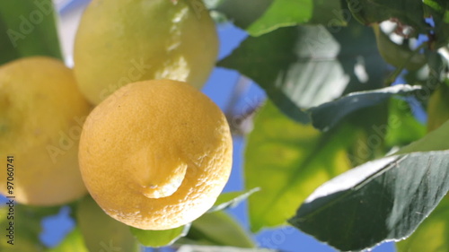 Branches With Ripe Lemons. Lemons Hanging On Lemon Tree, Close up