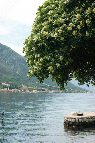 Pittosporum near the water photo