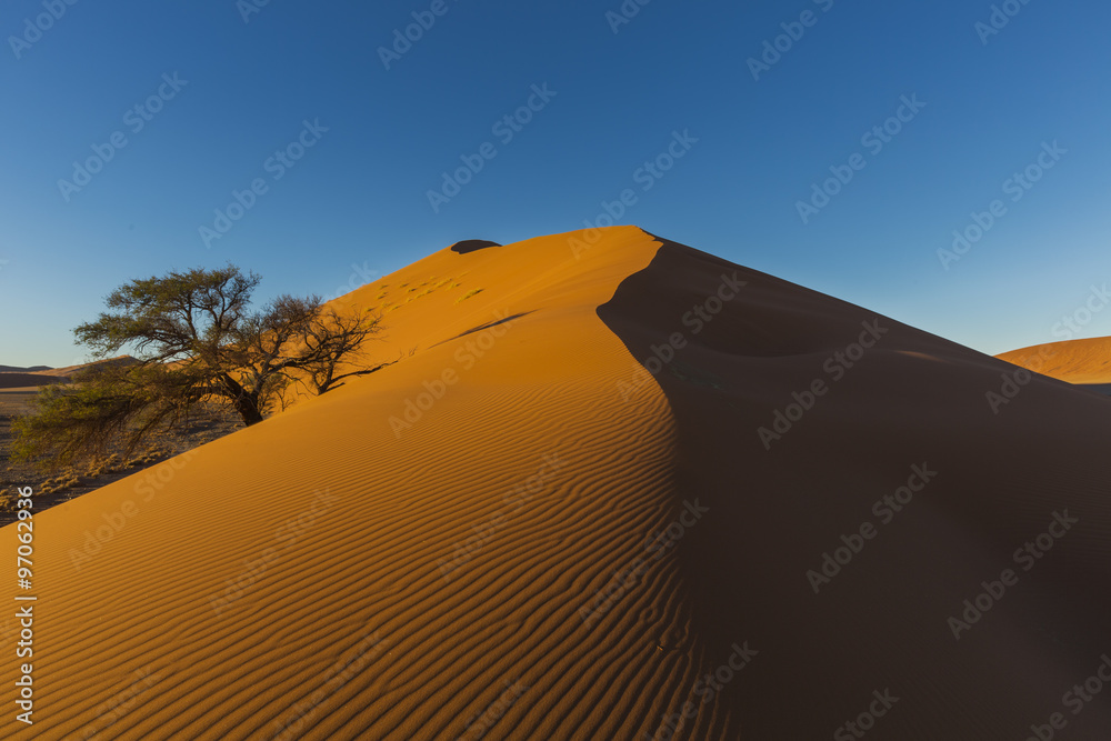 Sand dune and camelthorn tree