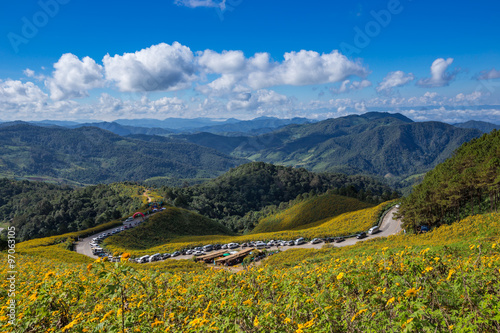 Tung Bua Tong Mexican sunflower in Maehongson, Thailand photo