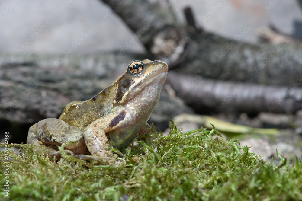 Obraz premium Frog (Rana Temporaria)/Common Frog on mossy floor against a background of branches