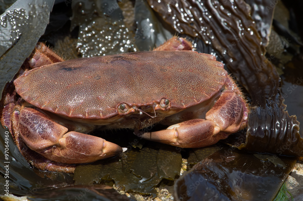 Brown Crab (Cancer Pagarus)/Brown Crab on seaweed covered rock Brown Crab (Cancer Pagarus)/Brown Crab on seaweed covered rock