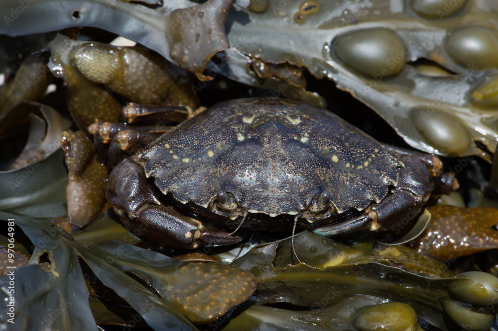 Green Shore Crab (Carcinus Maenus)/European Green Crab hidden in layers of green seaweed