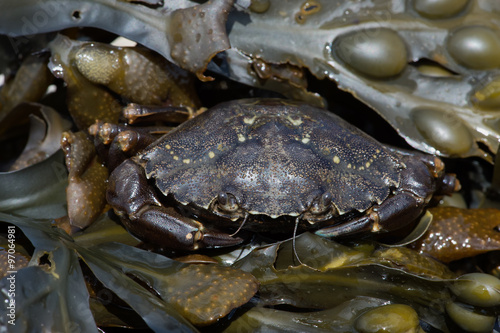 Green Shore Crab (Carcinus Maenus)/European Green Crab hidden in layers of green seaweed