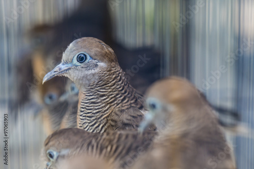 Birds at the Pasar Ngasem Market in Yogyakarta, Central Java, In photo