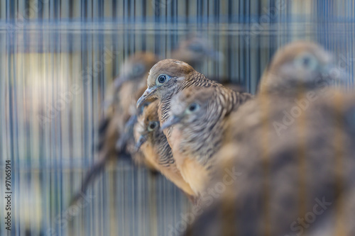 Birds at the Pasar Ngasem Market in Yogyakarta, Central Java, In photo