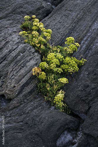 Foto fiore