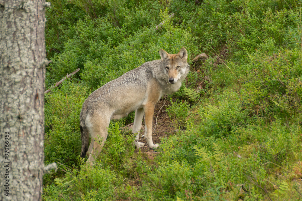 An alert wolf An alert wolf