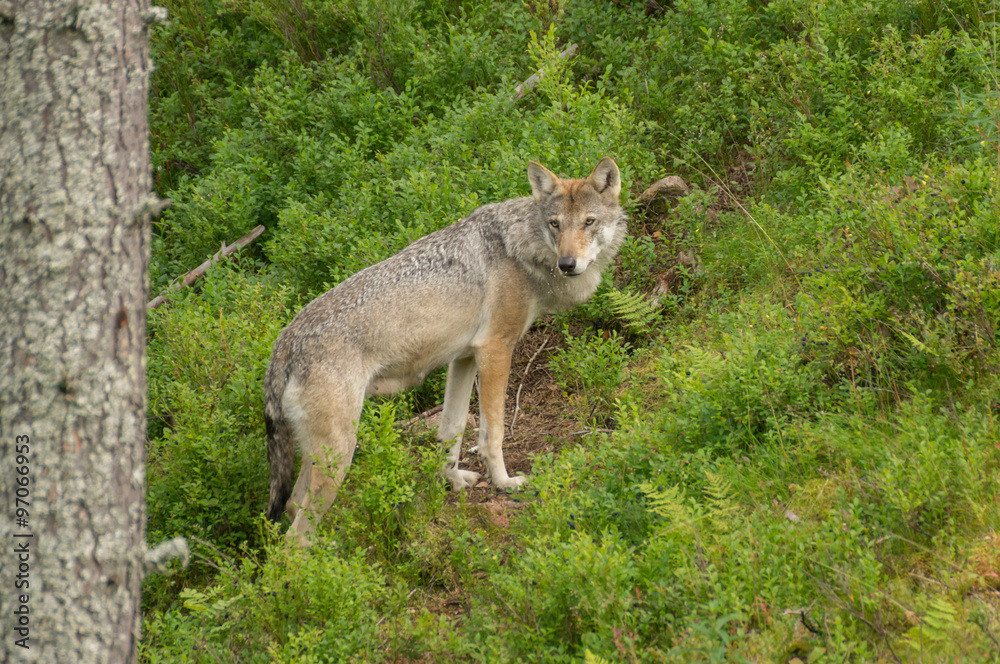 An alert wolf