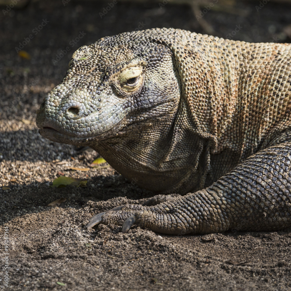Komodo Dragon, the largest lizard in the world