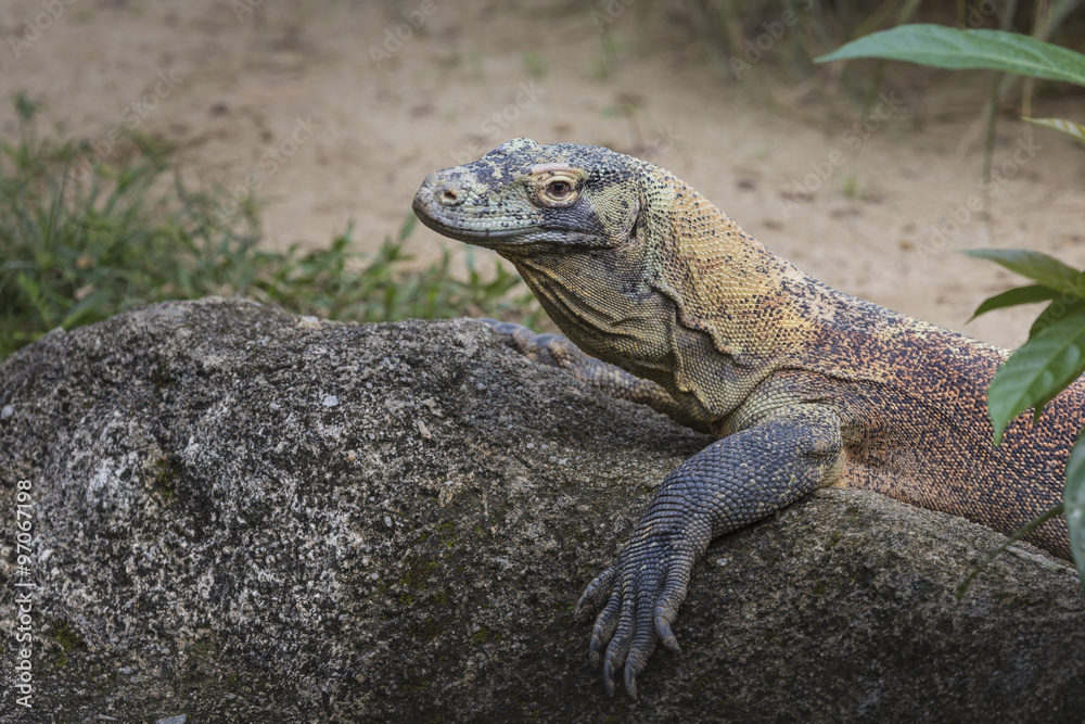 Komodo Dragon, the largest lizard in the world Komodo Dragon, the largest lizard in the world