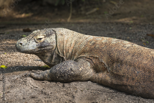Komodo Dragon, the largest lizard in the world © Curioso.Photography
