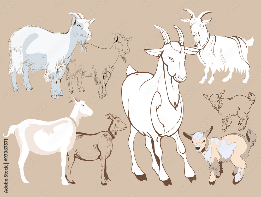 Hand sketches of goat Hand sketches of goat
