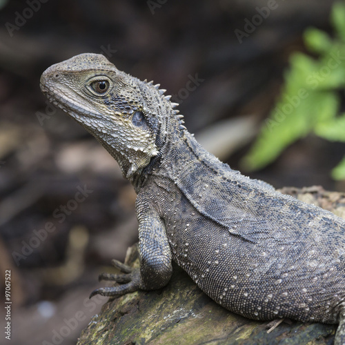 Australian Water Dragon © Curioso.Photography