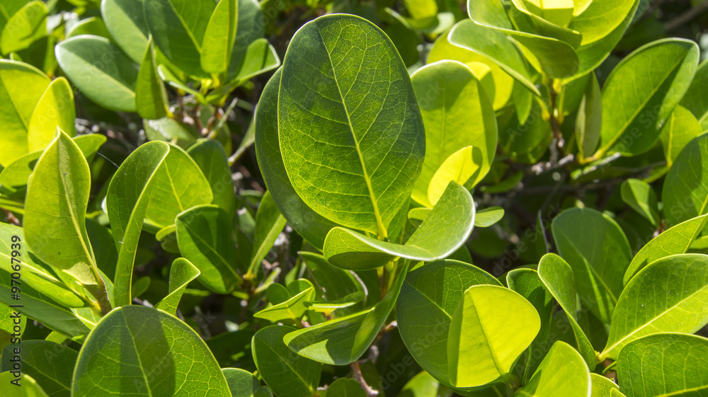 green tropical leaves
