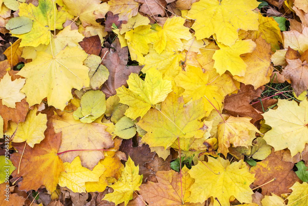 Autumn leaves Autumn leaves