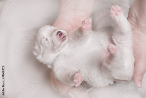 Adorable sleeping white puppy © brusnikaphoto