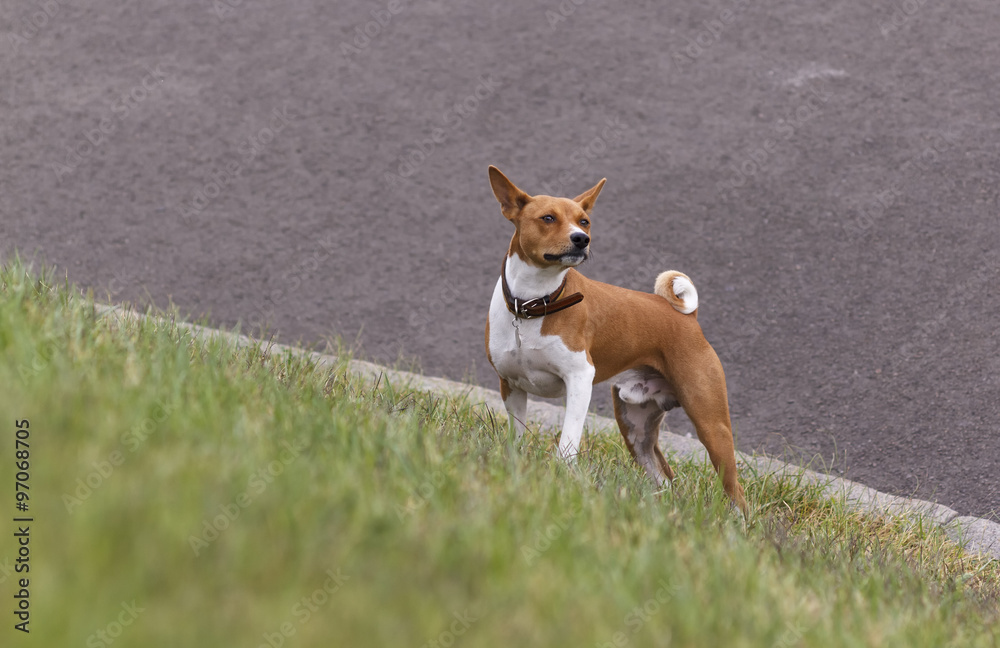Basenji dog on the green grass. Carefully sniffs