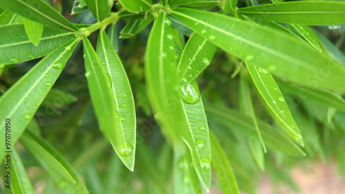Tropical green leaf with dew drops