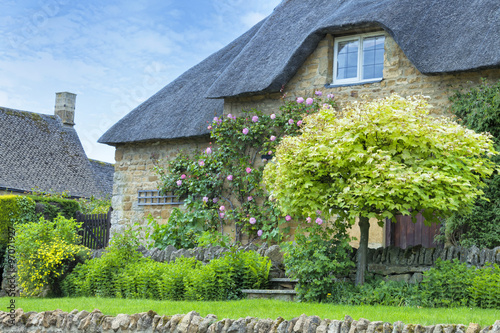 Thatched roof traditional yellow stone Cotswold cottage in a rural English village with climbing pink roses on the wall and green maple tree #97071927