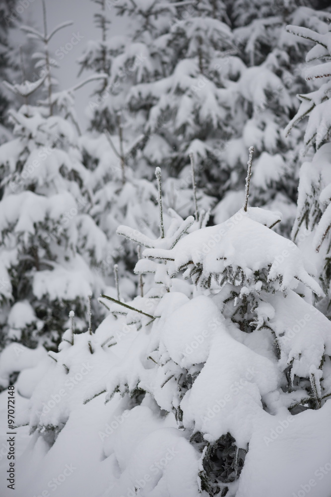 christmas evergreen pine tree covered with fresh snow christmas evergreen pine tree covered with fresh snow